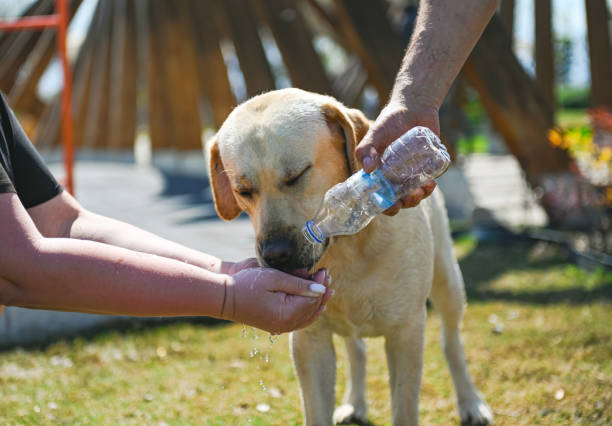 사람들은 갈증에서 개를 구합니다. - animal care equipment 뉴스 사진 이미지