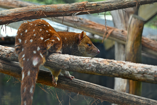 The Dasyuridae are a family of marsupials native to Australia and New Guinea, including 71 extant species divided into 17 genera. Many are small and mouse-like or shrew-like, giving some of them the name marsupial mice or marsupial shrews, but the group also includes the cat-sized quolls, as well as the Tasmanian devil.