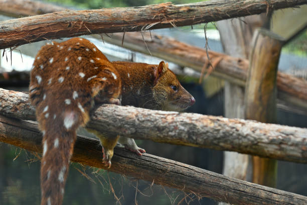 The Dasyuridae are often called the marsupial carnivores. The eastern quoll. The Dasyuridae are a family of marsupials native to Australia and New Guinea, including 71 extant species divided into 17 genera. Many are small and mouse-like or shrew-like, giving some of them the name marsupial mice or marsupial shrews, but the group also includes the cat-sized quolls, as well as the Tasmanian devil. spotted quoll stock pictures, royalty-free photos & images