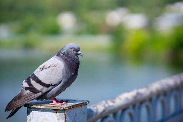istock a lone dove with orange eyes sits on the railing, the background is blurred 1480319666