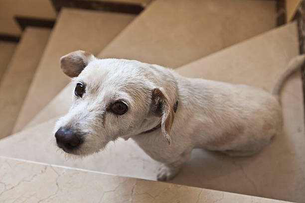 istock Lonely adopted dog at the stairs 148031973