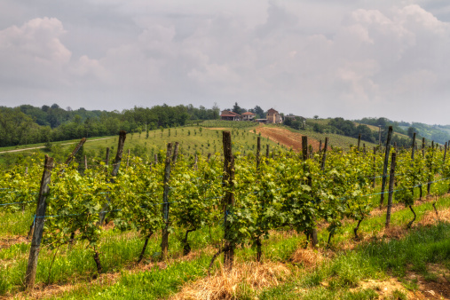 Vineyard in Piemonte (Italy) with old country-house on the hill - Vigneto in Piemonte con Casale su collina nello sfondo e cielo nuvoloso