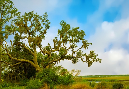 Live Oak Tree on the Salt Marsh-Hilton Head-South Carolina