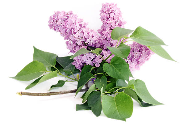 istock Lilac flower with green leaves on white background 148032051
