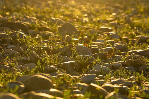 Stones and pebbles between plants, in a natural soil near the Ebro river at sunset, Aragon, Spain