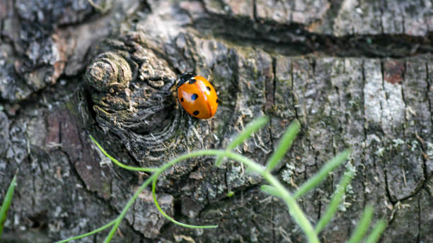 istock Ladybug sitting on a flower leaf. Ladybug running along on blade of green grass 1480324899
