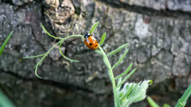 Photo of Ladybug sitting on a flower leaf. Ladybug running along on blade of green grass