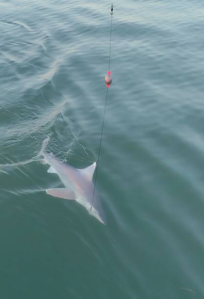 istock Black Tip Shark Fishing 1480325254