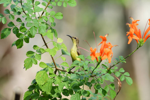 istock Female Olive - backed Sunbird 1480325600