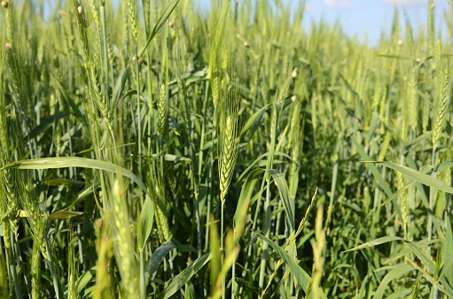 Young green wheat in the field. Green and pale yellow ears of wheat. Freekeh