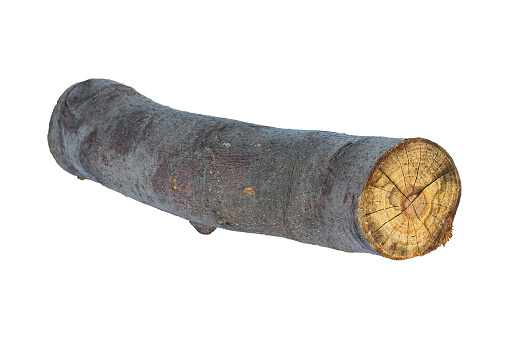 log, log wood, saw cut stick isolate