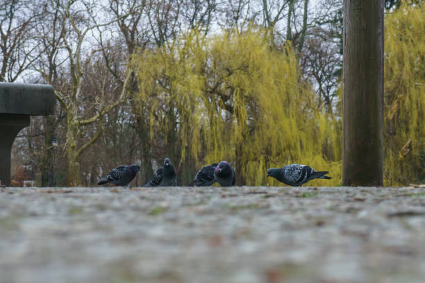 birds feeding on seeds