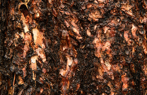 Wet Pine Tree Bark Brown natural pattern