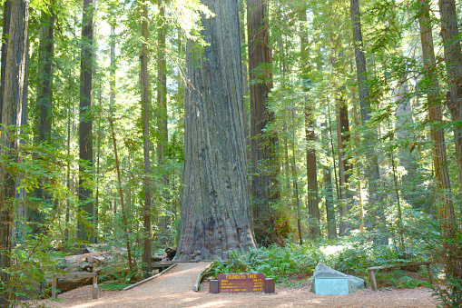 Highlighting the iconic Founders Tree in the Founders Grove unit of Humboldt Redwoods State Park, northern California.