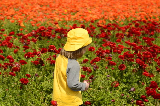 istock The boy back view the flower field. Different colors Asian buttercup. Ranunculus 1480327042
