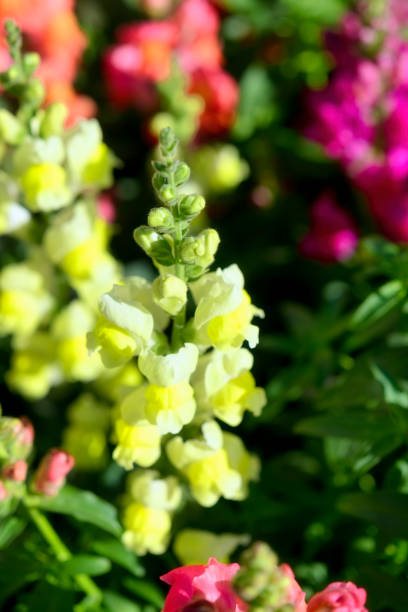 lwia paszcza flower - snapdragon zdjęcia i obrazy z banku zdjęć