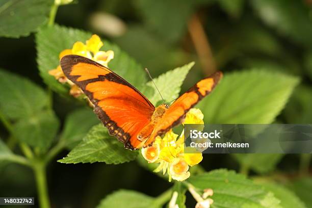 나비 곤충에 대한 스톡 사진 및 기타 이미지 - 곤충, 나방, 나비