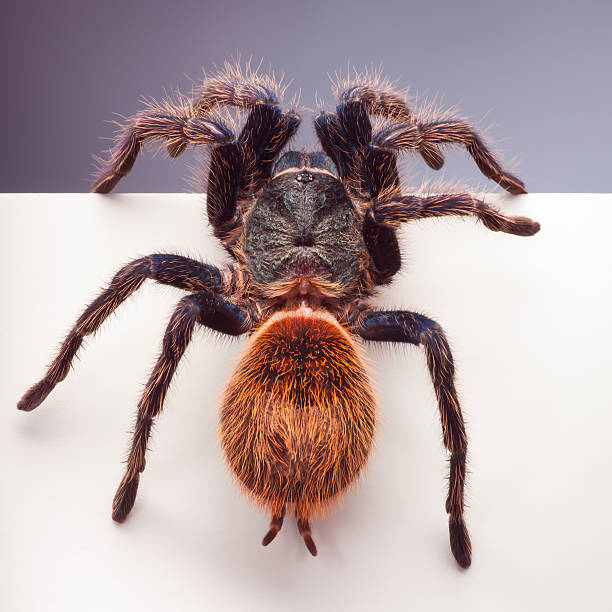 istock Blank sign - Greenbottle Blue Tarantula 148032851