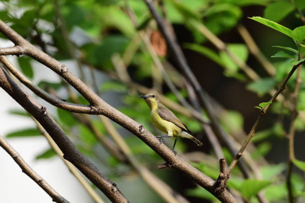 istock Female Olive - backed Sunbird 1480328584