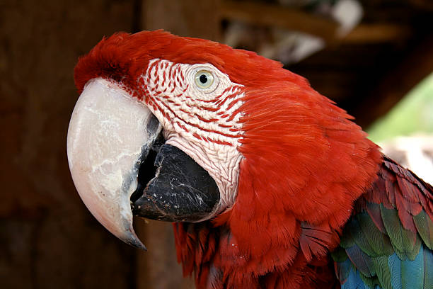 Red Macaw stock photo