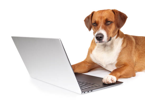 isolated dog using computer paws on keyboard. - media studies imagens e fotografias de stock