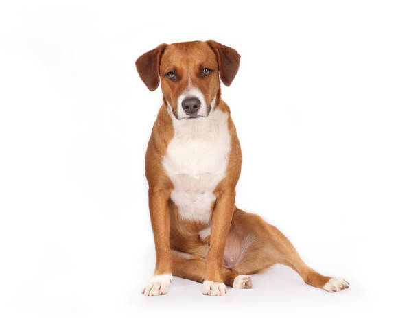 istock Relaxed dog sitting sloppy or with legs sideways. 1480329631