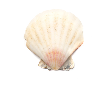 Seashell isolated on white, top view.