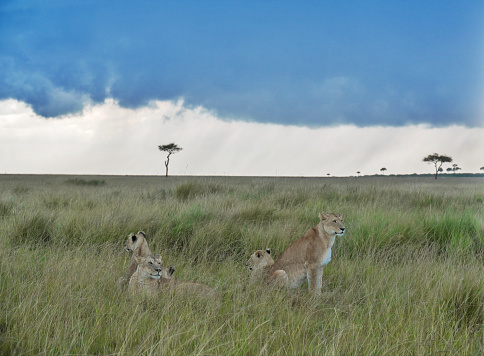 Five lionesses relaxing , while staying alert,  in the grasslands of the Maasai Mara National Reserve in Kenya.