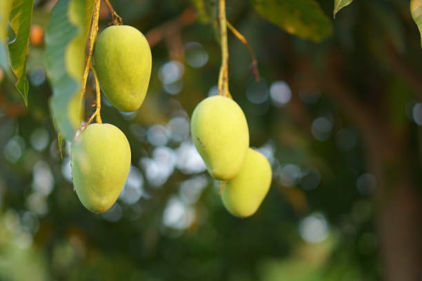 istock Mangoes on the tree in the garden 1480331271