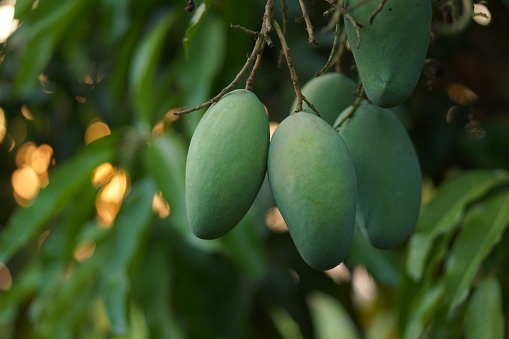 Mangoes on the tree in the garden