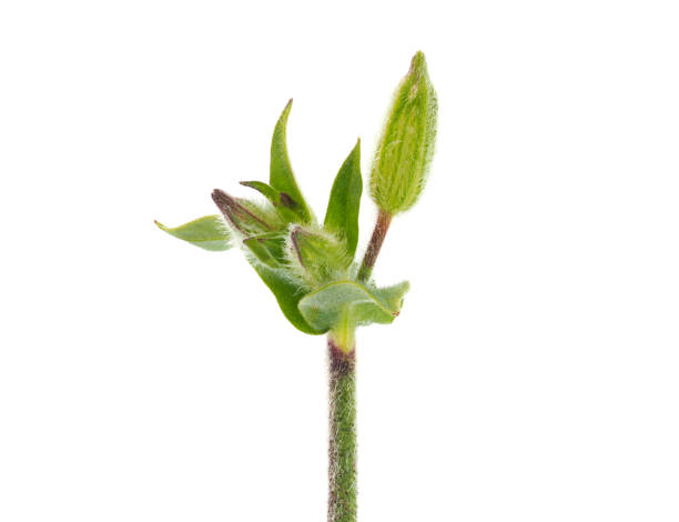 istock Common catchfly isolated on white background, Silene gallica 1480331853
