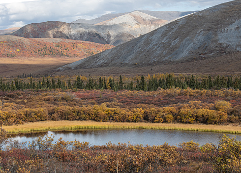 Man enjoying the scenery,Yukon Territory,Canada.The fall colors of dwarf birch are at their peak.