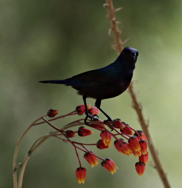 istock Balance artist 1480333870
