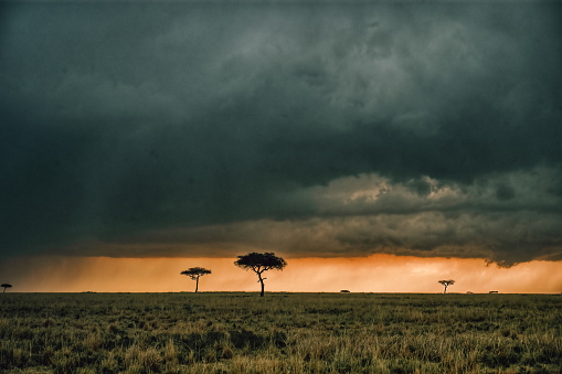 Dramatic landscape with silhouettes  of some acacia trees against a threatening sky with a beautiful sunbeam in the Maasai Mara National Reserve  in Kenya.