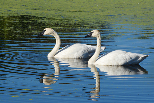 Summer closeup on a pair of elegant trumpeter swans, swimming together in a freshwater pond habitat