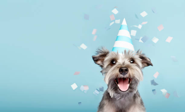 Cute happy dog celebrating at a birthday party Cute happy dog celebrating at a birthday party, wearing a party hat with falling confetti birthday birthday card greeting card cheerful stock pictures, royalty-free photos & images