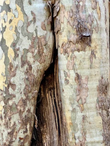 аризонский ствол платана крупным планом - arizona sycamore стоковые фото и изображения