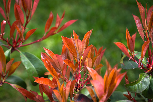 A photinia fraseri red robin shrub leaves. flame bush,