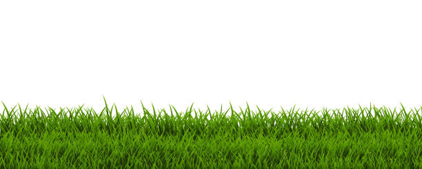 illustrazioni stock, clip art, cartoni animati e icone di tendenza di cornice di erba verde e sfondo bianco - grass shoulder