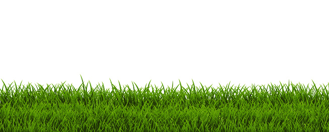 Green Grass Frame And White Background