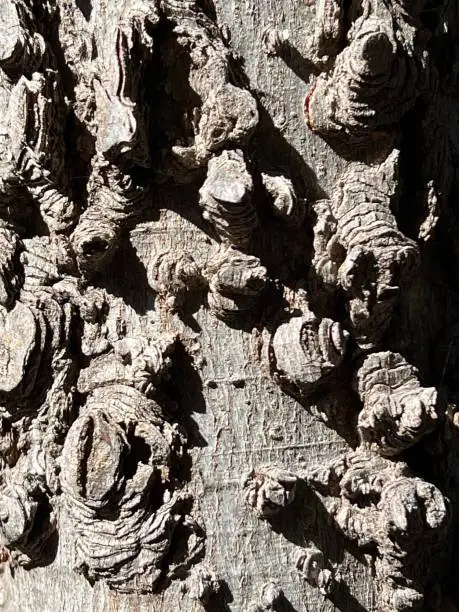 ‎⁨Sugarberry Tree Bark Close-Up along Patagonia Lake State Park⁩, ⁨Rio Rico⁩, ⁨Arizona⁩