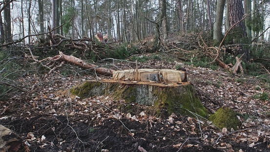 Cut Tree Stump with Broken Branches and Wood Shavings Scobs in Forest Destroyed by Lumberjack Industrial Deforestation Clearance Site