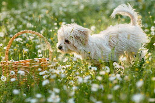 Little puppy walking by picnic basket in the meadow
