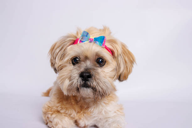 lhasa apso - perro increíble en sesión de fotos de estudio - lhasa fotografías e imágenes de stock