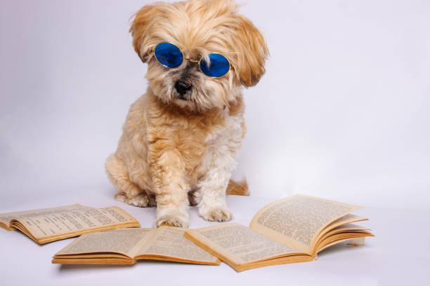 A dog with glasses is lying with a book .