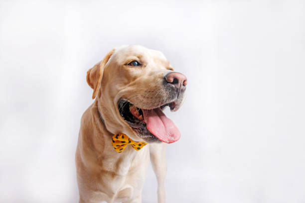istock Labrador retriever dog . Studio shot. 1480338619