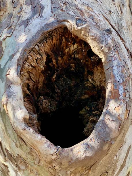 Arizona Sycamore Tree Hollow Close-Up along Amphitheater Trail in Madera Canyon, Arizona
