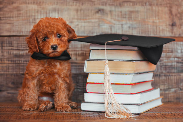 kleiner lustiger spielzeugpudelwelpe sitzt mit bücherstapel und abschlussmütze, abschlussgeschenk - dog graduation hat school stock-fotos und bilder