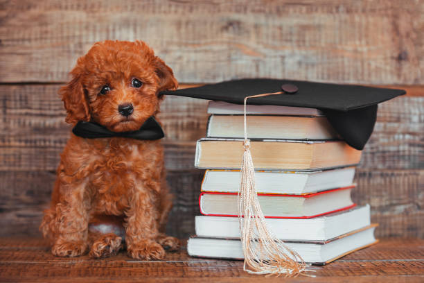 작은 재미 있은 장난감 푸들 강아지는 책과 졸업 모자, 졸업 선물의 스택과 함께 앉아 - dog graduation hat school 뉴스 사진 이미지