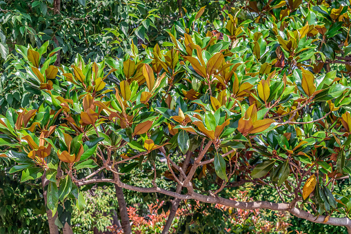 Magnolia grandiflora branch with green-yellow-brown leaves growing in Budva, Montenegro. Bright texture of the foliage of an evergreen ornamental bull bay tree in summer